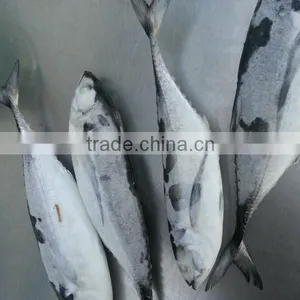 Frozen Horse Mackerel thumbnail-1