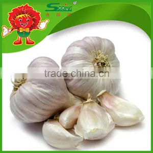 Nice Garlic From China Garlic Exporters China China Garlic Rates thumbnail-1