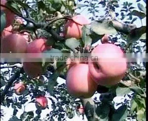 Red Star Apple thumbnail-1