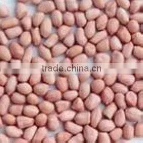 Super Blanched Peanut Kernels 25/29 thumbnail-1