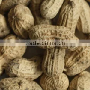Salty Nut, Salty Snack, Roasted Peanuts in Shell thumbnail-2