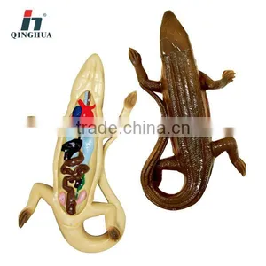 Lizard Dissection Model thumbnail-1
