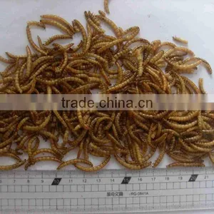 Dried Tenebrio Molitor Reptile Feeding thumbnail-2