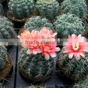 Ungrafted Cactus thumbnail-1