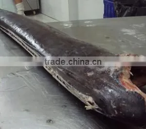 Sailfish DWT thumbnail-1