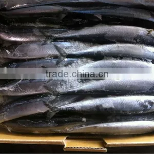 Frozen Pacific Saury Whole Round thumbnail-1
