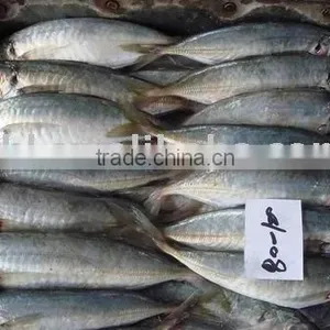 Frozen Horse Mackerel thumbnail-1