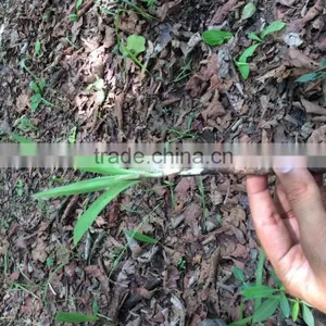 Xian Mao (Curculigo Rhizome) thumbnail-3