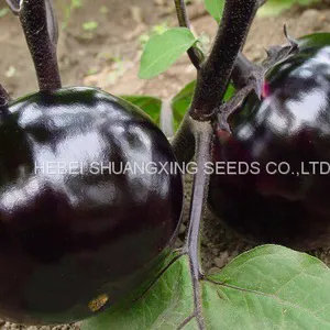 Round Shape Purple Eggplant Seeds Vegetable Seeds thumbnail-3