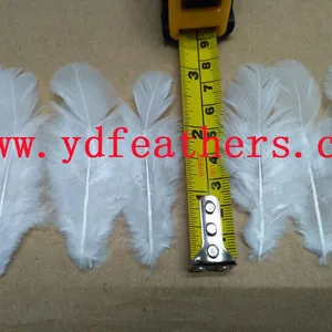 White,Sorted Chicken Feathers For Wholesale From China thumbnail-1