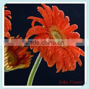 Import Large Of Fresh Chrysanthemum Flowers For Wholesale thumbnail-4