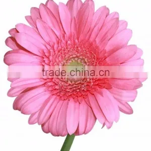 Chrysanthemum Flowers Exporters thumbnail-5