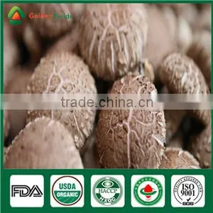 Nutritious Medicinal Fresh Dried Organic Pollution Free Shiitake Mushroom for Restaurant thumbnail-4