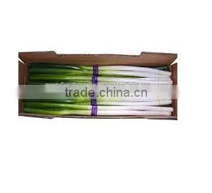 Spring Onion thumbnail-4