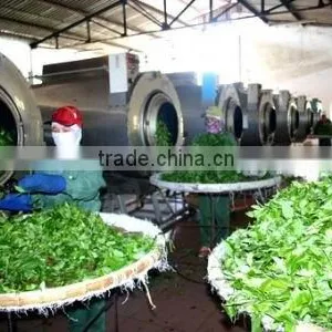 Green Tea Made in Vietnam thumbnail-3