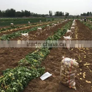 2015 Autumn Crop Potato thumbnail-1