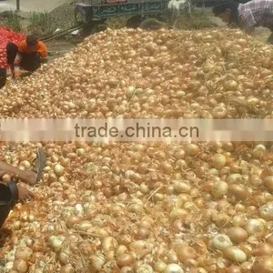 Yellow Onion Different Sizes With High Quality thumbnail-1