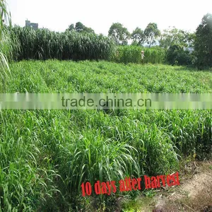 Fodder Grass Seeds Pennisetum Hydridum Grass Seeds for Growing-Hot Sale thumbnail-2