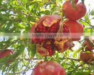 Aromaproduct Ltd company overview - view 2 thumbnail