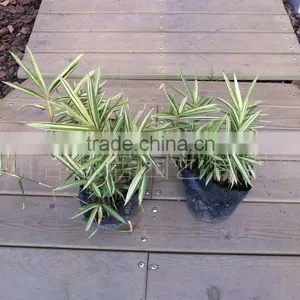 Perennial Plants Bamboo Seedling thumbnail-2