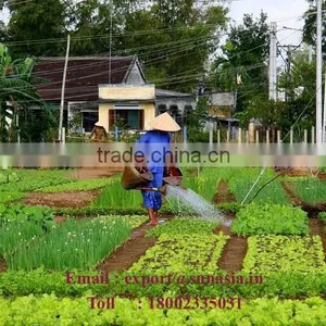 NEEM OIL IN BULK thumbnail-6
