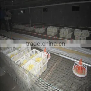 Feeding System for Chicken Farm thumbnail-3