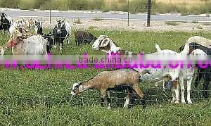Hongrunzhongda Electric Poultry Netting thumbnail-2