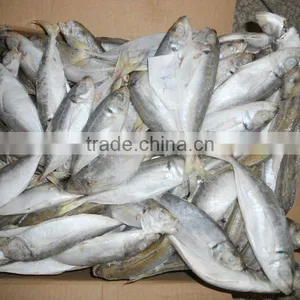 Sea Frozen Horse Mackerel thumbnail-1