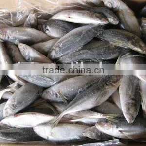 Frozen Horse Mackerel (fish) thumbnail-1
