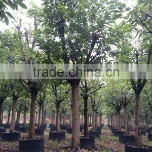 Ficus Lacor thumbnail-3