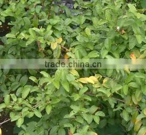 Guava Leaf thumbnail-2