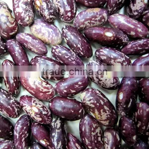 Organic Kidney Bean thumbnail-1