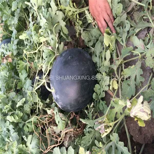 NOFA 3 Pure Black Seedless Watermelon Seeds for Sale thumbnail-4