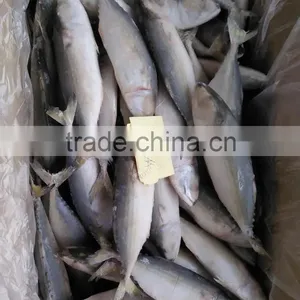 Supply Frozen Indian Mackerel thumbnail-1