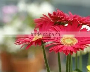 Preserved Flowers Fresh Cut Flowers Gerber Flower thumbnail-5