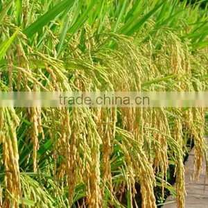 Super Absorbent Polymer Powder for Agriculture Planting thumbnail-2