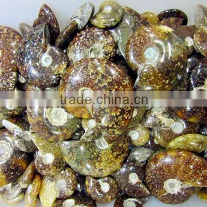 High Quality Conch Fossil Stone for Home Decoration thumbnail-3