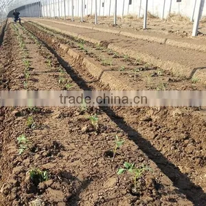 Two Row Transplanting Onions by Hand in China thumbnail-1