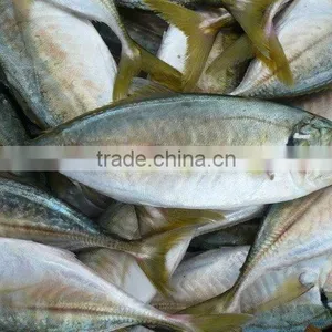 FROZEN YELLOW TAIL SCAD WHOLE ROUND thumbnail-1