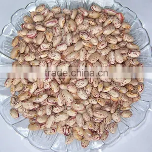 Speckled Kidney Bean 2014 Harvest Crop thumbnail-1