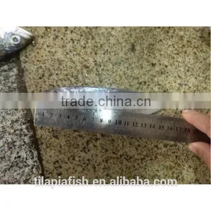 Bulk Packing Wholesale Fish thumbnail-1