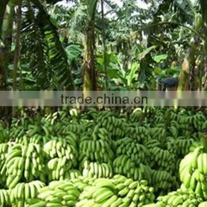 Direct Factory Price the Good Quality Ethylene Ripener for Banana(3) thumbnail-1
