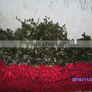 Export Rose Fresh Cut Flowers From Yunnan of China thumbnail-4