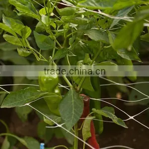 Bean Net thumbnail-2