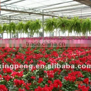 Greenhouse for Growing Flowers thumbnail-1