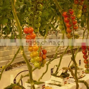 UV Resistant Polypropylene Tomato Twine thumbnail-3