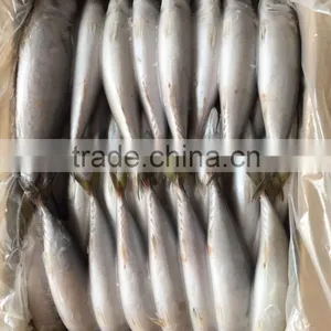 High Quality Fish Land Frozen Pacific Mackerel 150g-200g thumbnail-3
