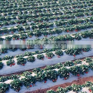 Black and Silver PE Biodegradable Mulch Film for Agriculture Greenhouse thumbnail-2