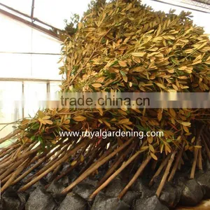 Magnolia Grandiflora Cold Hardy Landscaping Trees thumbnail-4