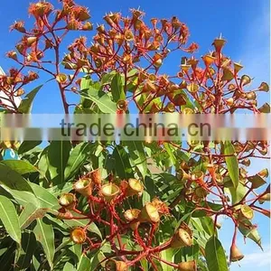 Eucalyptus Oil Use in Food Additive and Get Cinelo thumbnail-1